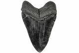 Huge, Fossil Megalodon Tooth - South Carolina #197867-1